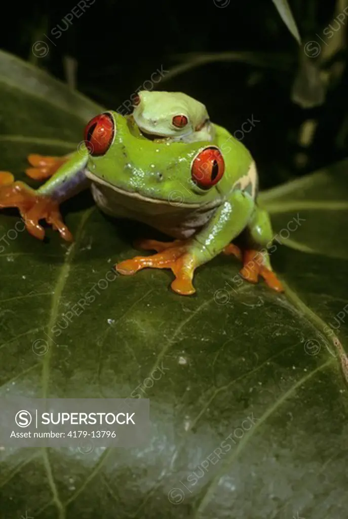 Red-Eyed Treefrog (Agalychinus callidryas)