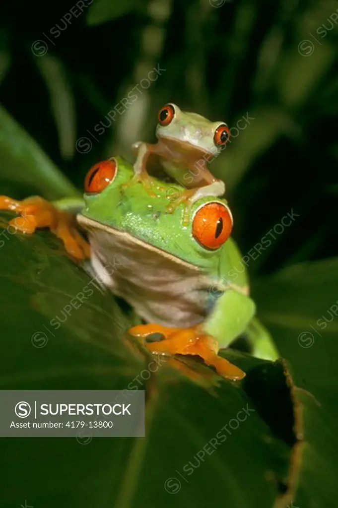 Red-Eyed Treefrog (Agalychnis callidryas)