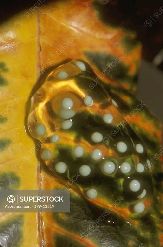 Egg Mass of Red-eyed Treefrog on Croton Leaf, Tortuguero NP, Costa Rica (Agalychnis callidryas)