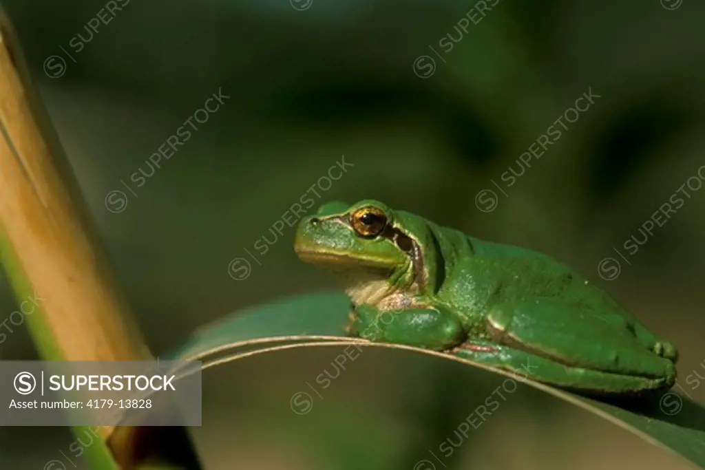 Stripeless Treefrog (Hyla meridionalis), Camargue, France