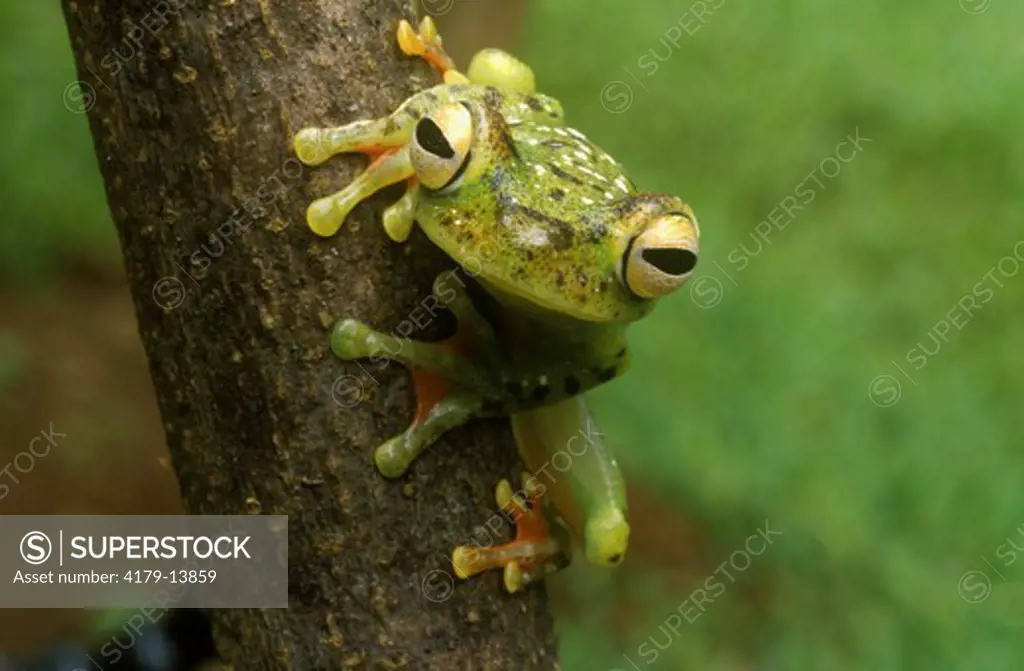 Swamp Treefrog (Hyla loquax) on Bark, Rio San Carlos, Costa Rica