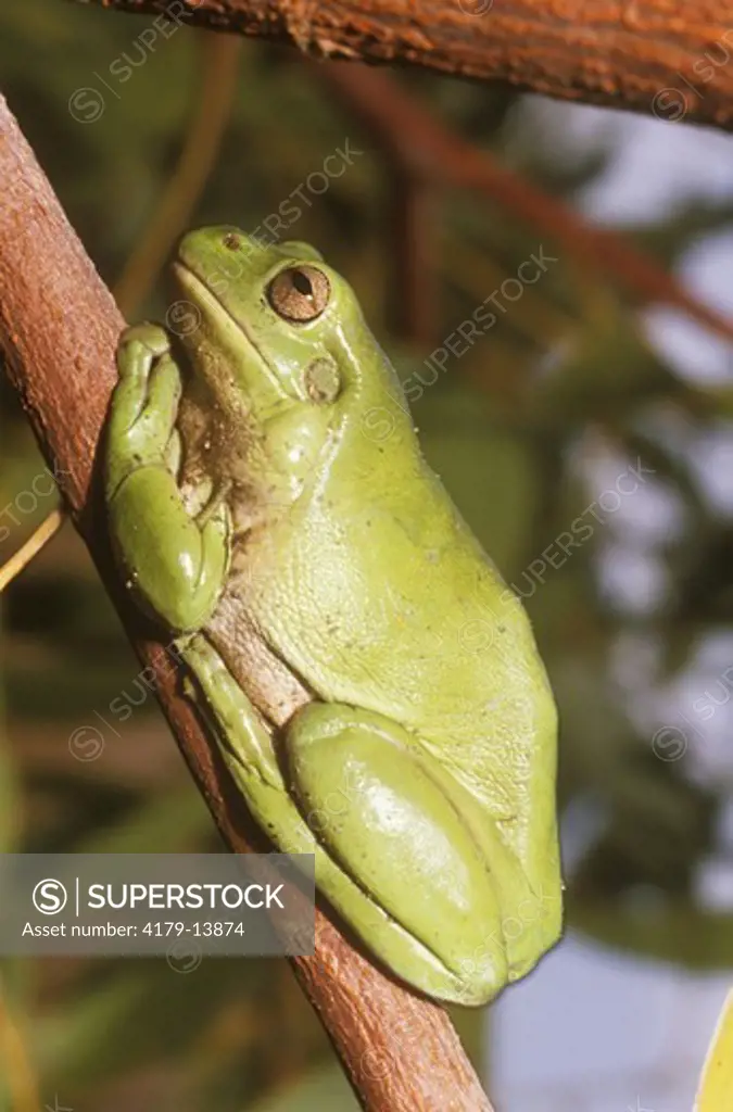 White's Tree Frog  (Litoria caerulea) IC Queensland, Australia