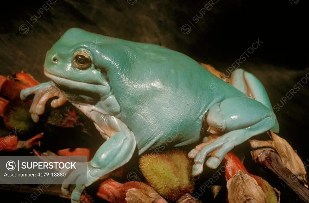 White's Treefrog (Litoria caerulea) aka Dumpy Treefrog Blue Phase. N & E Australia