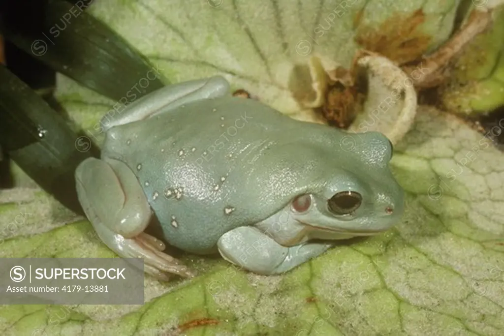 White's Tree Frog aka Dumpy (Litoria caerulea) Australia