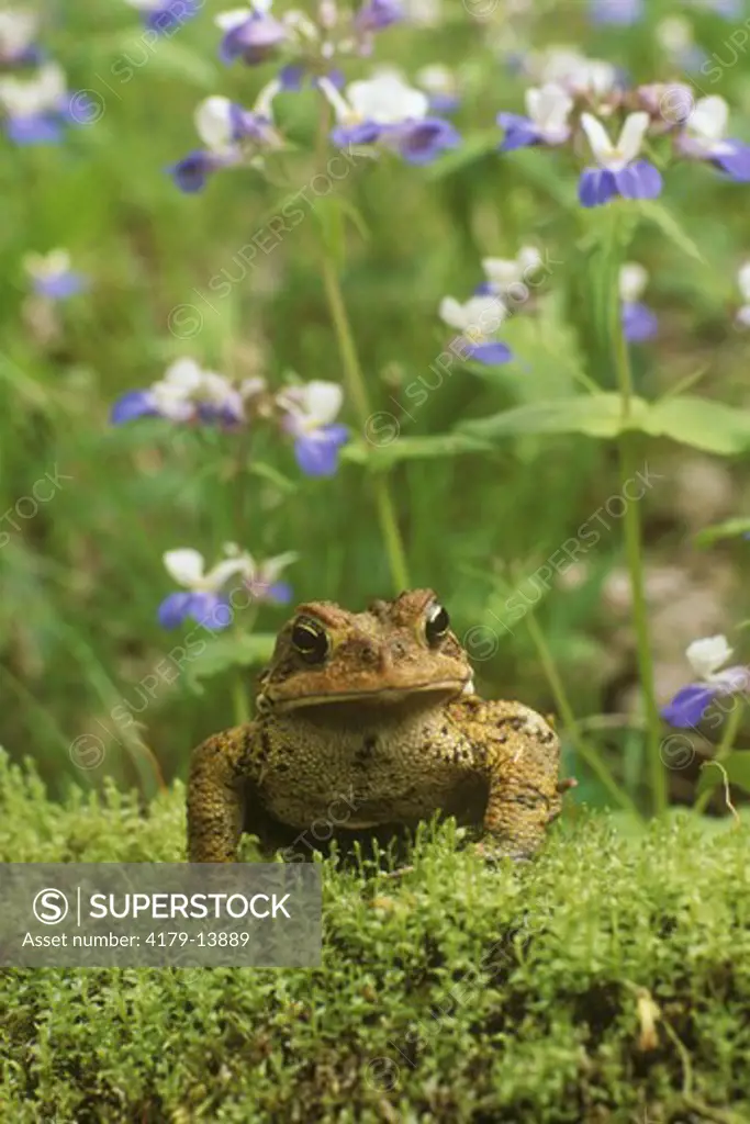 American Toad with Blue-eyed Mary Flowers (Bufo americanus)
