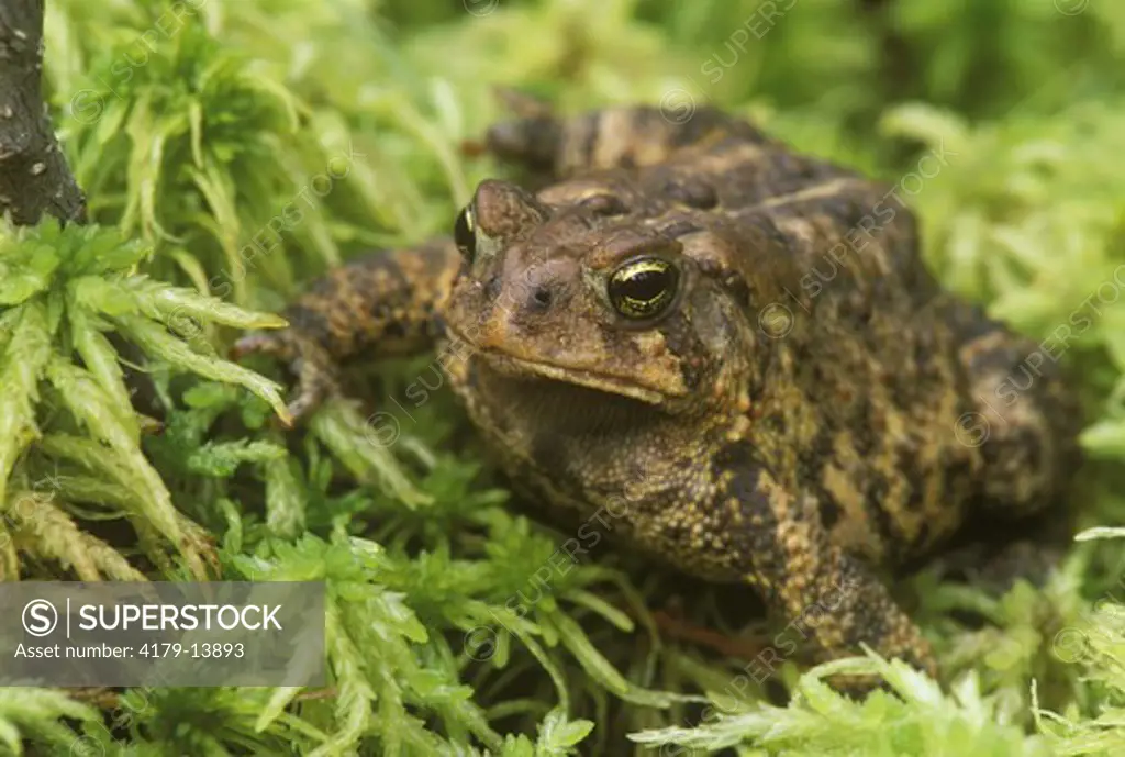 American Toad in Bog (Bufo americanus), August, Hennepin Co., MN