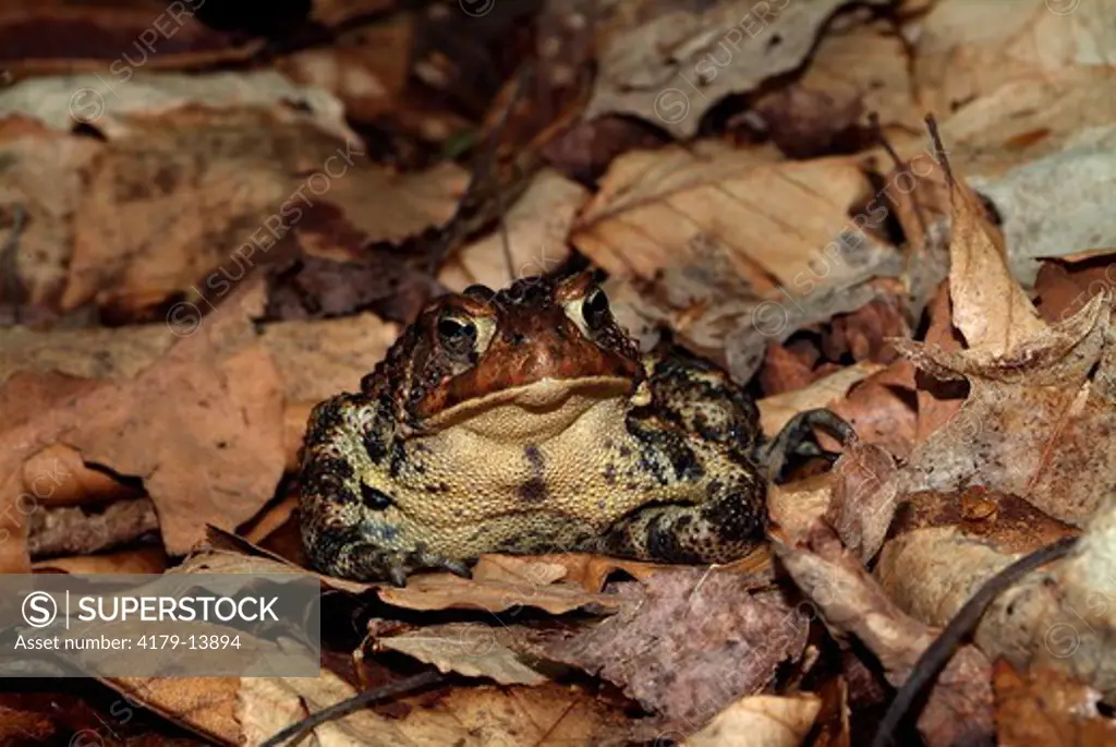 American Toad (Bufo americana) Vermont