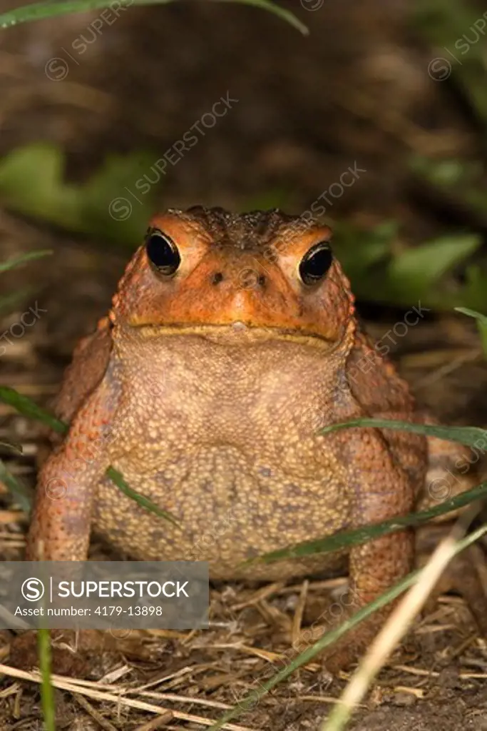 Eastern American Toad (Bufo a. americanus), Leech Lake, MN