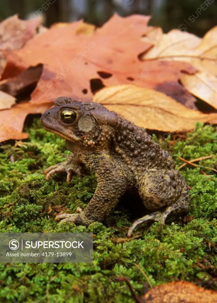 American Toad (Bufo americanus) Pocono Mtns, Pennsylvania