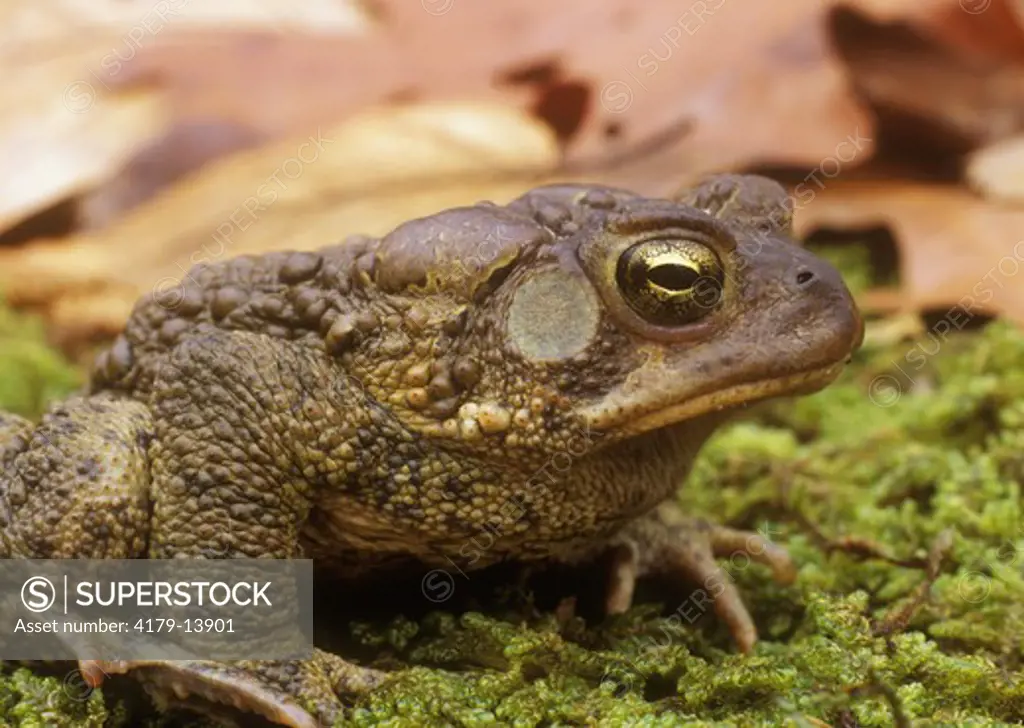 American Toad (Bufo americanus) Pocono Mtns./PA