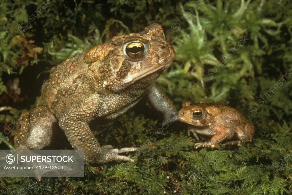 American Toad (Bufo americanus) N. USA