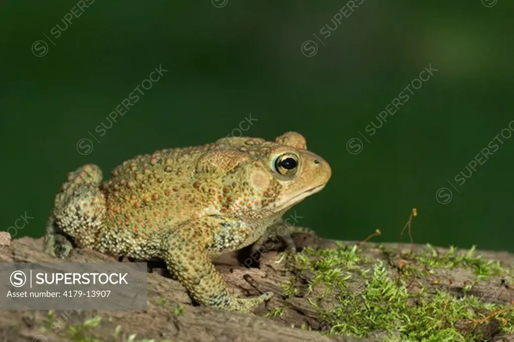 American toad (Bufo americanus) on log Eastern US