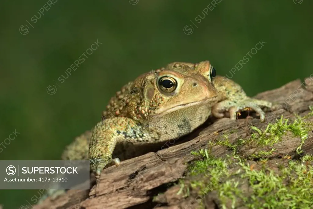 American Toad (Bufo americanus) on log Eastern US