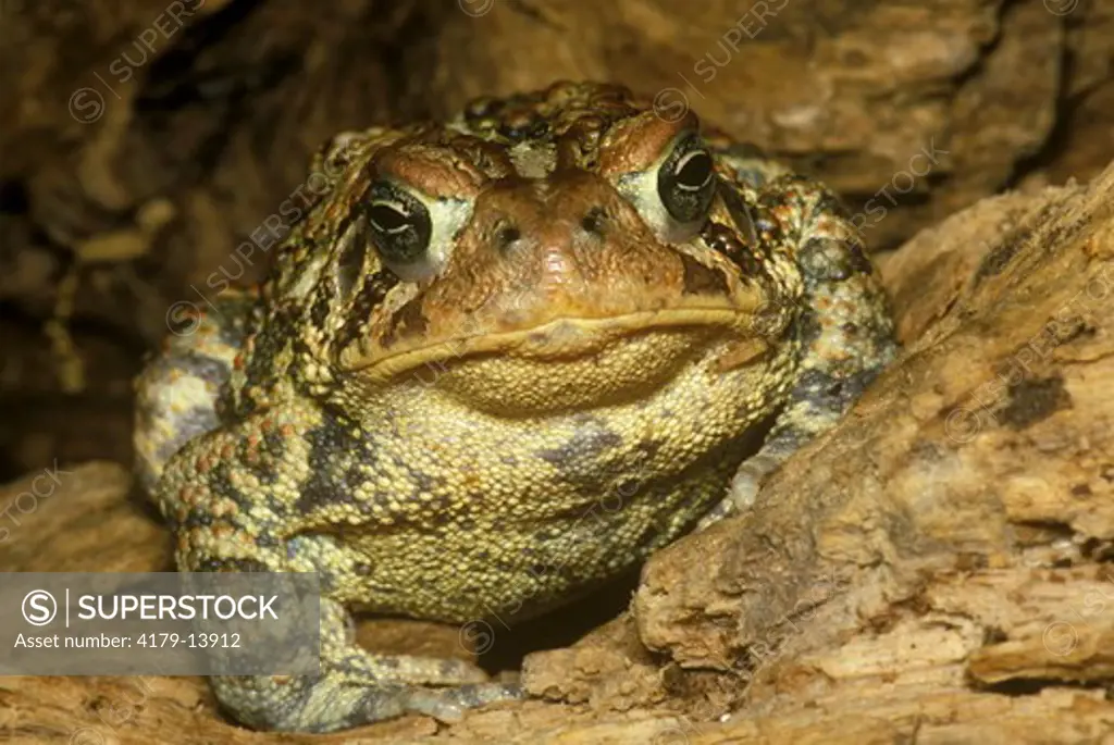 Eastern American Toad (Bufo americanus americanus)