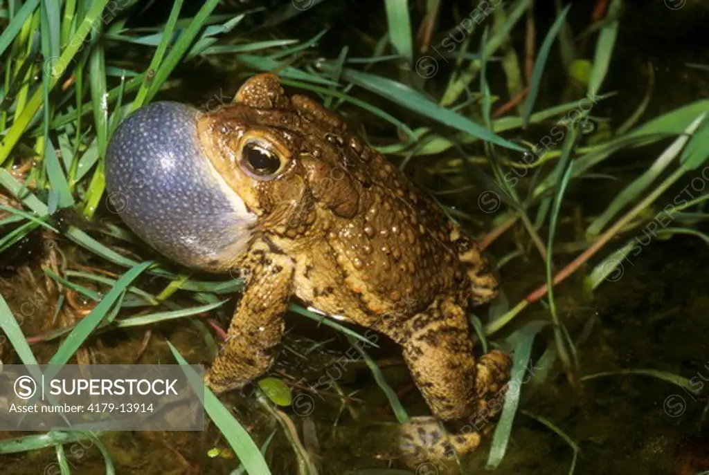 Eastern American Toad (Bufo americanus) Vernon Co., Wisconsin vocal sac