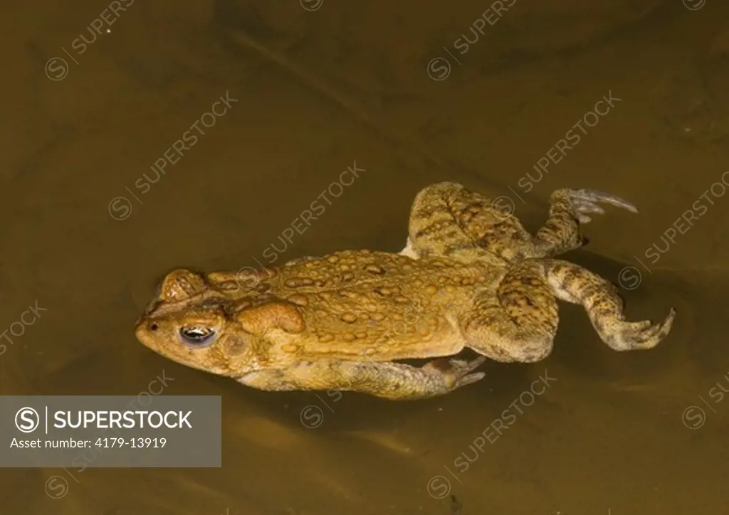 American Toad (Bufo americanus) swimming; Philadelphia, PA