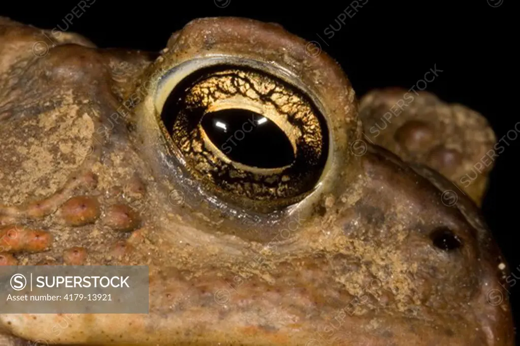 American Toad (Bufo americanus) eye; Philadelphia, PA