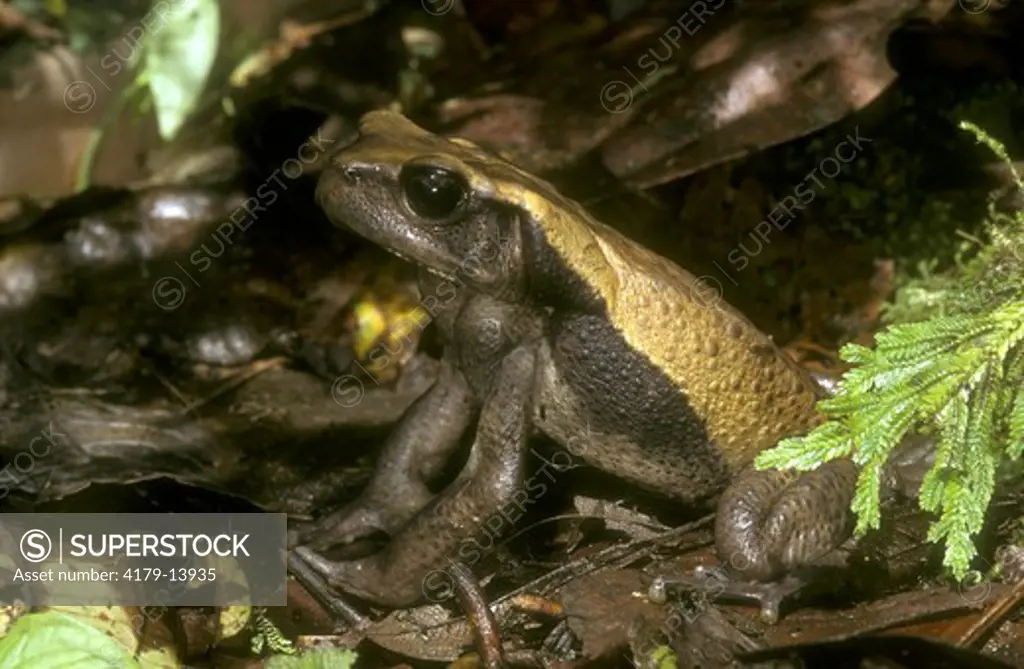 Blomberg Toad (Bufo blombergi) Valle del Cauca