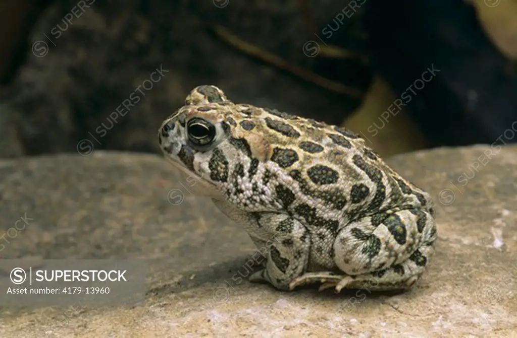 Great Plains Toad (Bufo cognatus), Cheyenne Co., KS