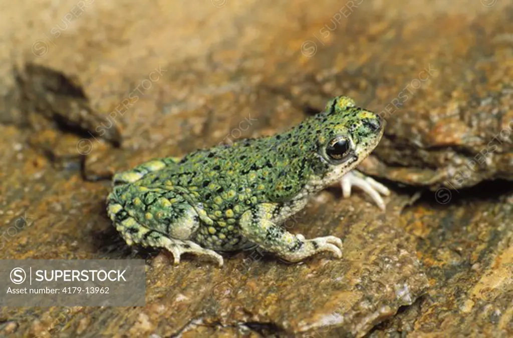 Green Toad (Bufo debilis), Dona Ana Co., NM