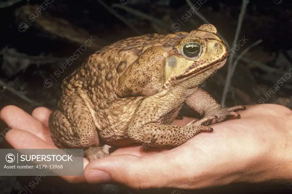 Giant Toad (Bufo marinus) Texas