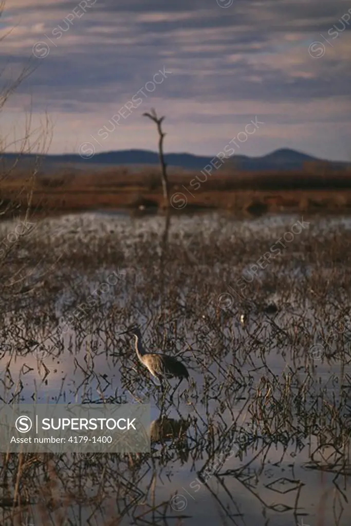 Lone Sandhill Crane (Grus canadensis), Bosque del Apache NWR, New Mexico