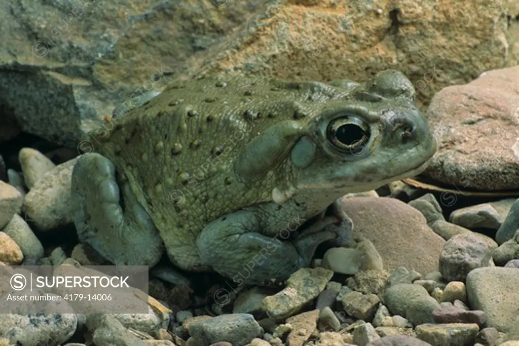 Colorado River toad (Bufo alvarius), Pima Co., AZ
