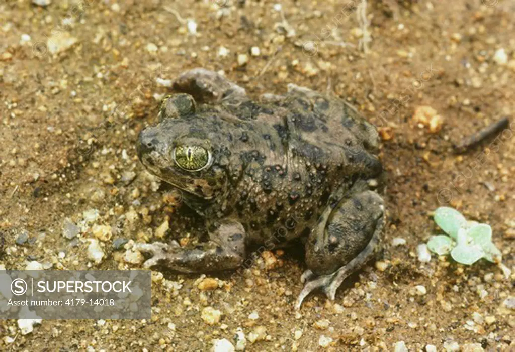 Western Spadefoot Toad (Scaphiopus hammondi) Fresno County, California