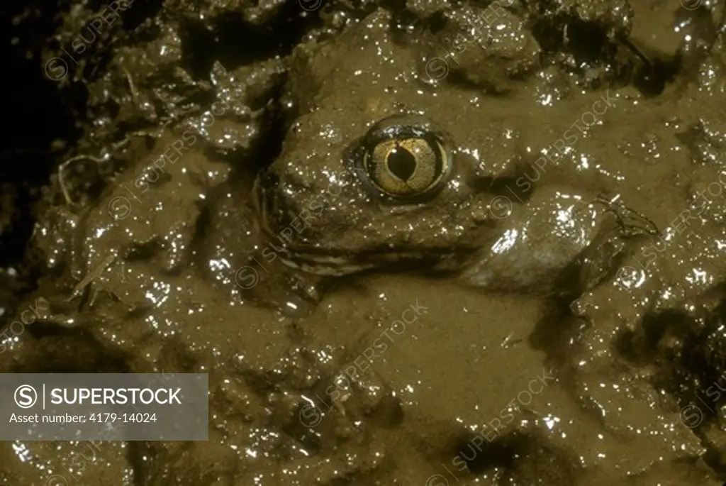 E Spadefoot Toad (Scaphiopus holbrooki) Emerge after Rain from Subterranian Dwelling