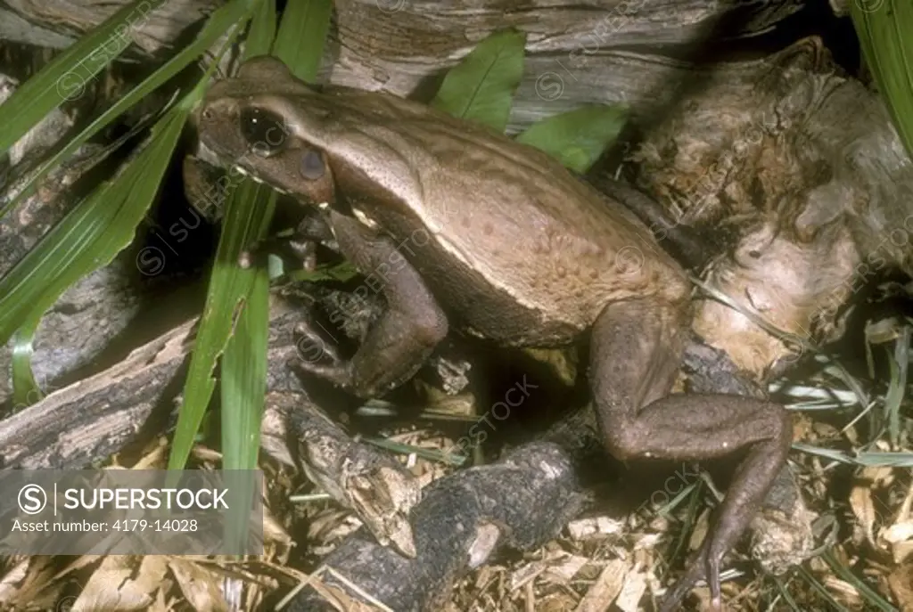 Smooth-sided Toad, Paraguayan (Bufo guttatus)