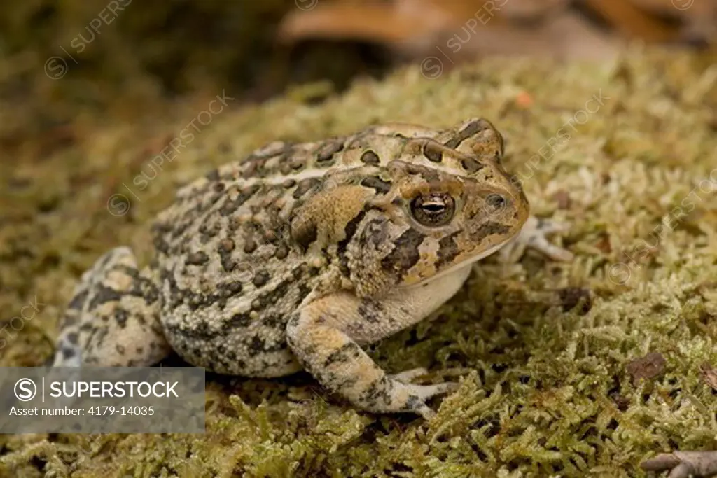 Southern toad (Bufo terrestris) Controlled situation Florida