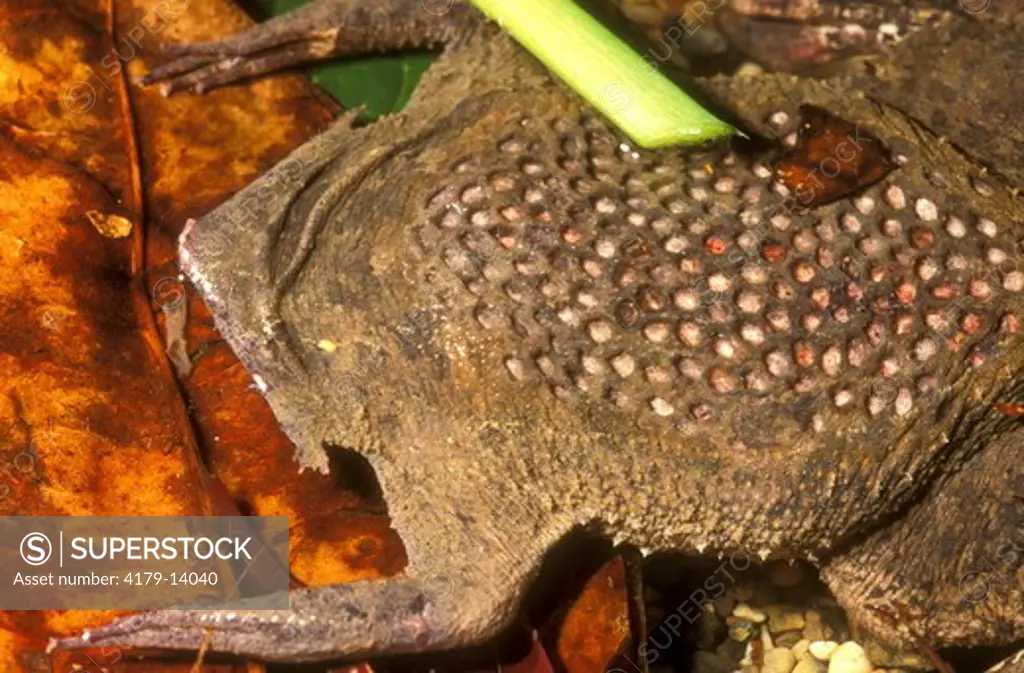 Surinam Toad (Pipa pipa) back w/ holes, unfertile eggs - Columbia