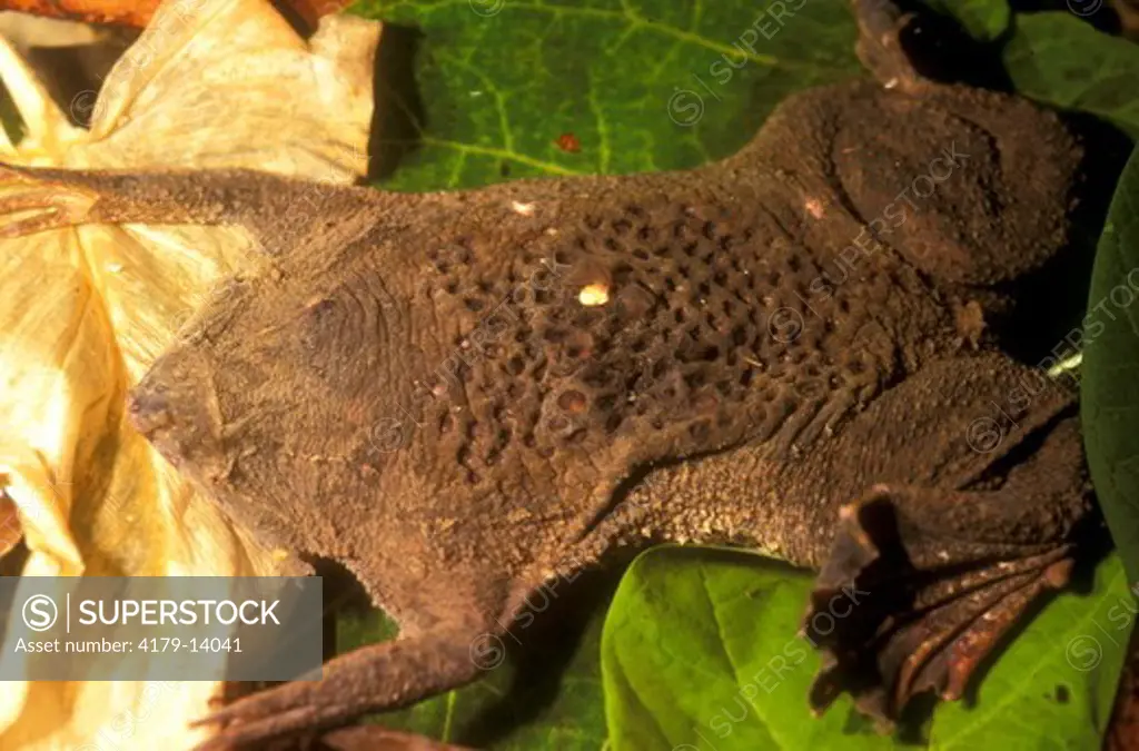 Surinam Toad (Pipa pipa) back w/ holes after birth - Columbia