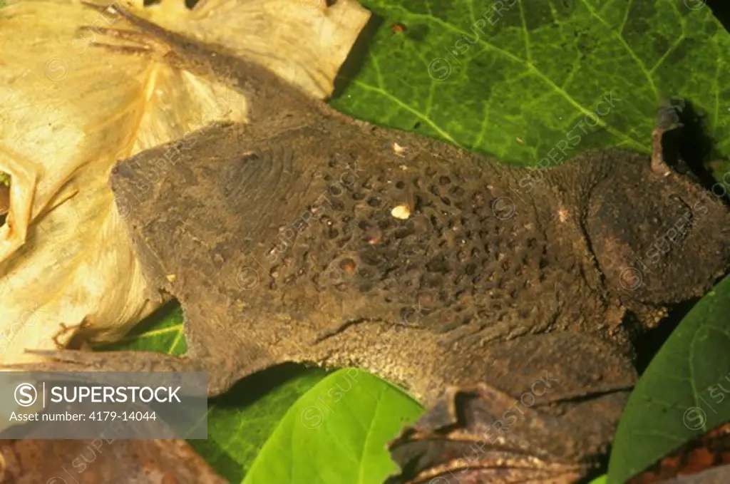 Suriname Toad (Pipa pipa) Back w/ Holes after Birth, Colombia