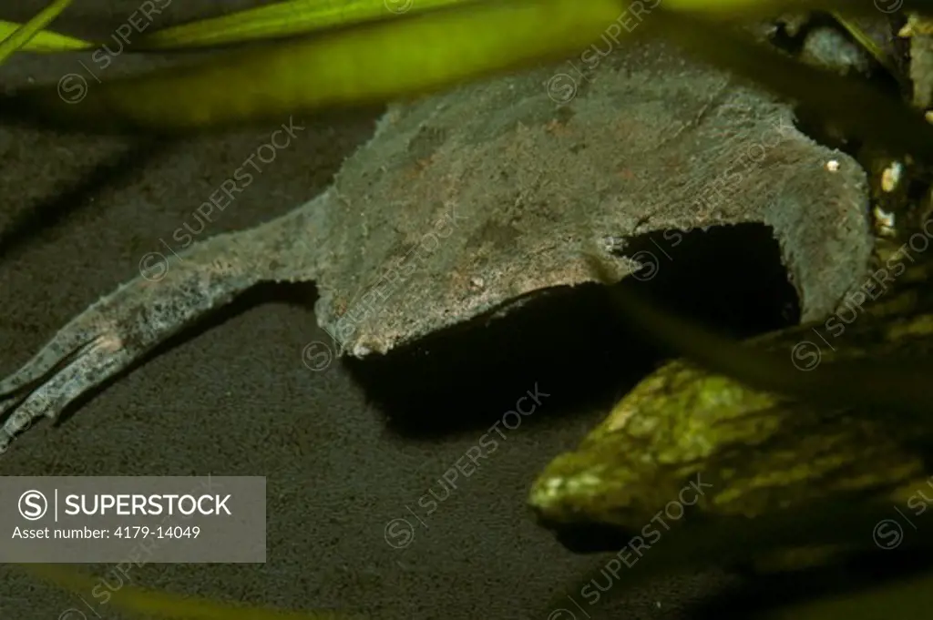 Surinam Toad (Pipa pipa) Native Amazon Basin