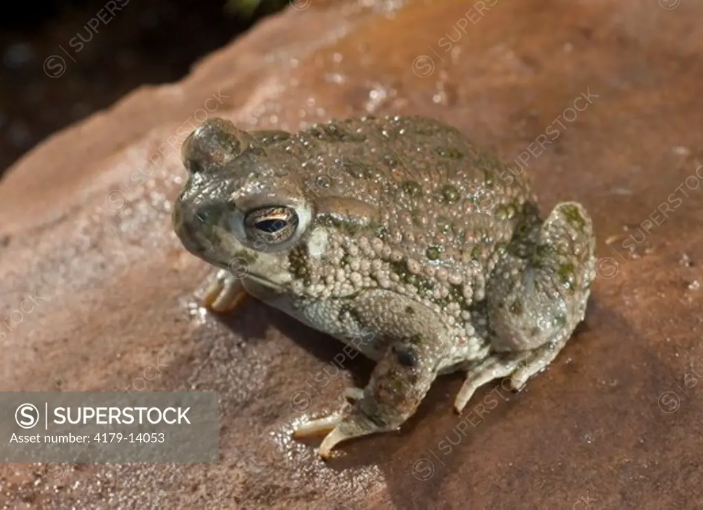 Texas toad (Bufo speciosus) on rock Midwest US controlled conditions