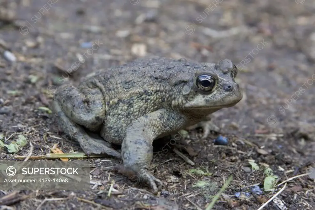 Arroyo Toad (Bufo microscaphus var. californicus) at Bakersfield, CA