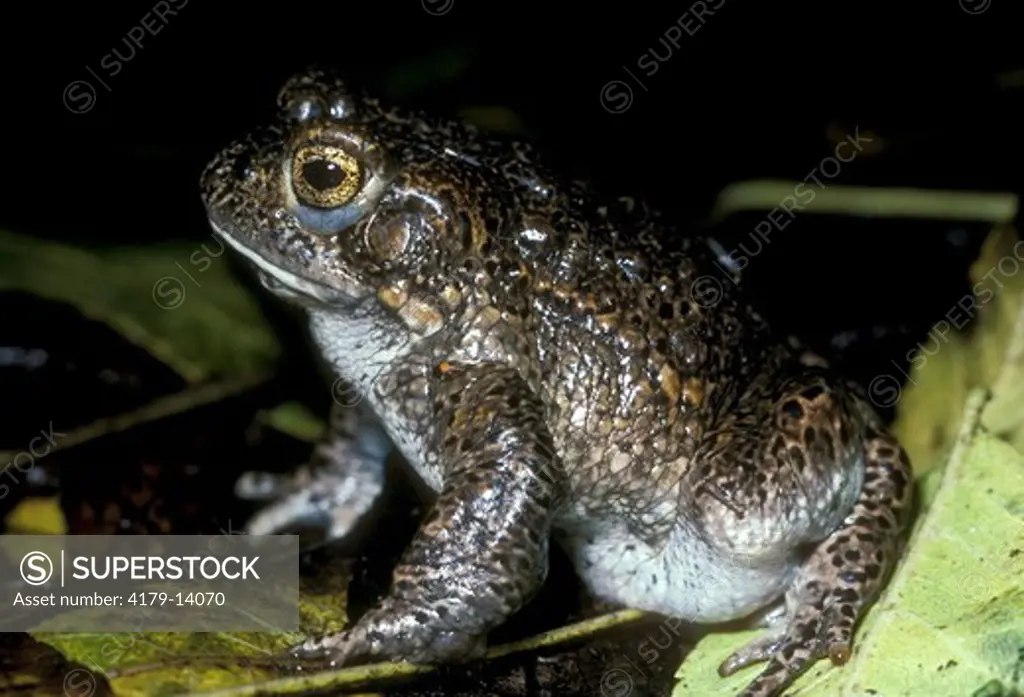 Yosemite Toad (Bufo canorus) May, Yosemite NP, CA