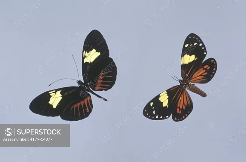 Mimicry: Heliconian Butterfly (l) and Moth (r)