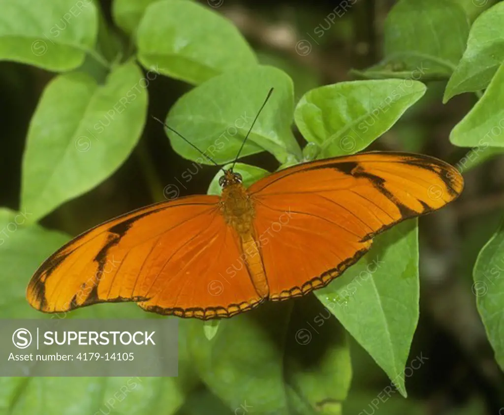 Flambeau Butterfly (Dryas julia)