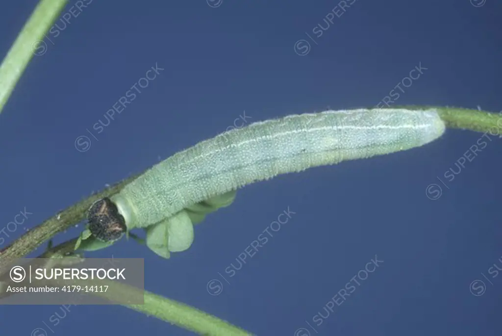 Wild Indigo Duskywing Larva on Crown Vetch (Erynnis baptisiae), NJ