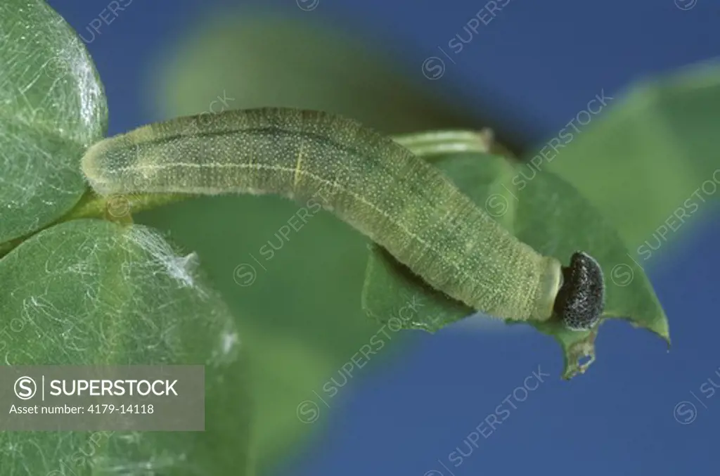 Wild Indigo Duskywing larva eating Crown Vetch (Erynnis baptisiae), New Jersey