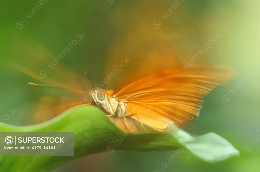 Butterfly (Dryas julia)