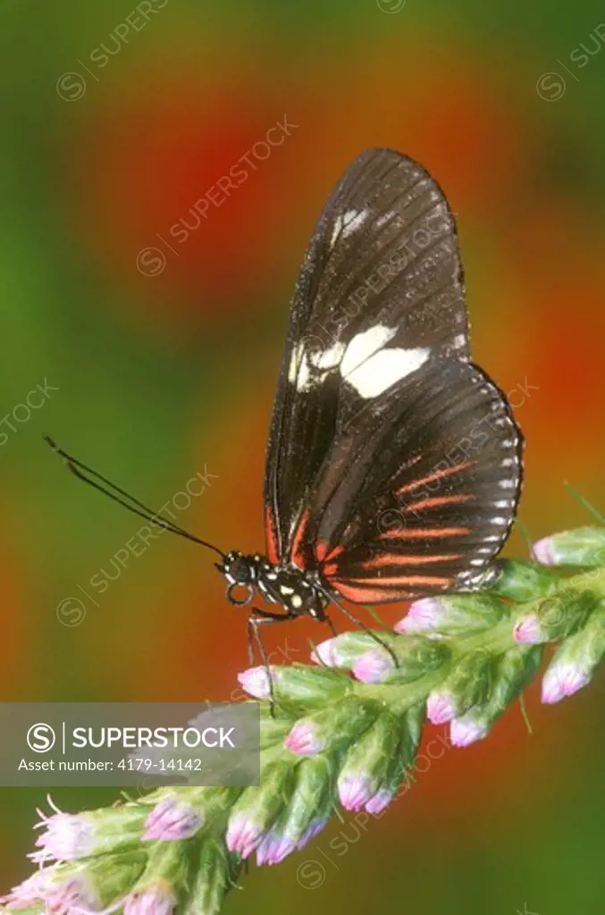 Doris Butterfly (Heliconius doris), range: neotropical