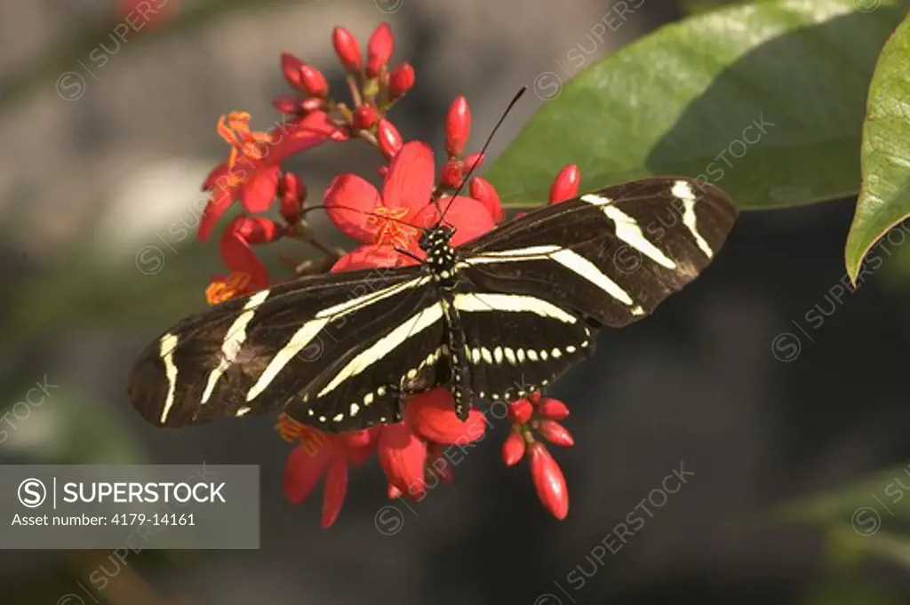 Zebra Longwing Butterfly (Heliconius charitonius) Naples,Florida