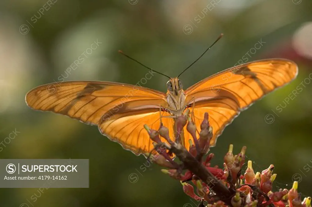Julia Longwing Butterfly (Dryas iulia) Naples,Florida