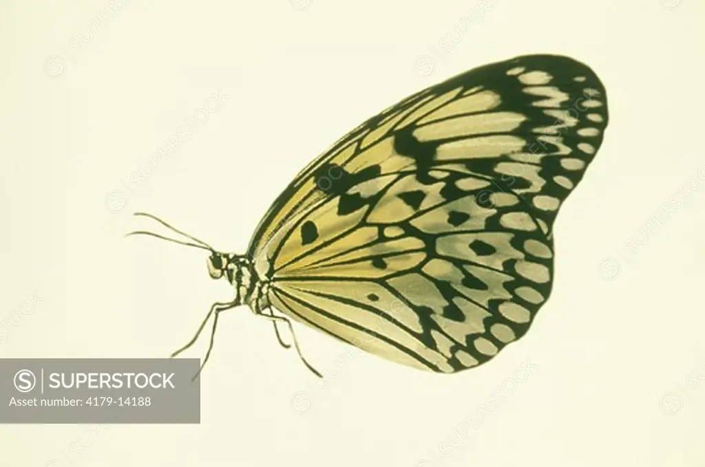 Paper Kite or Rice Paper Butterfly (Idea leuconoe) digitally enhanced