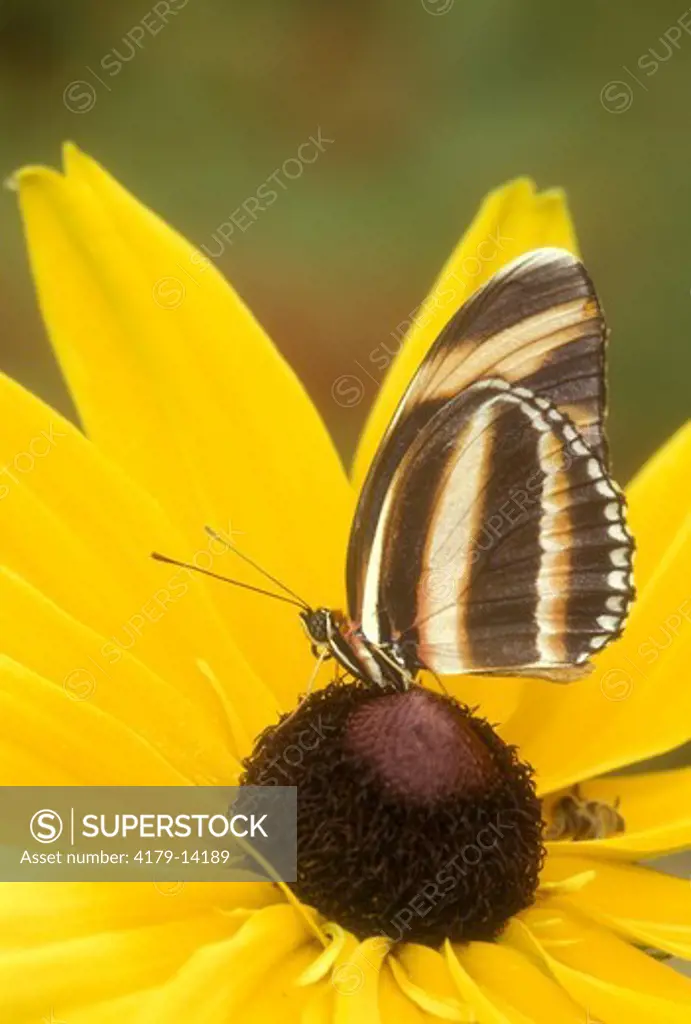 Tiger Longwing Butterfly (Heliconius hecale), range: neotropical