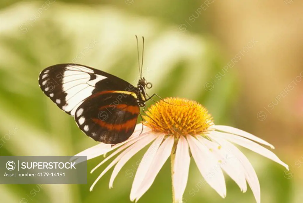 Blue & White Longwing Butterfly (Heliconius cydno) range: neotropical