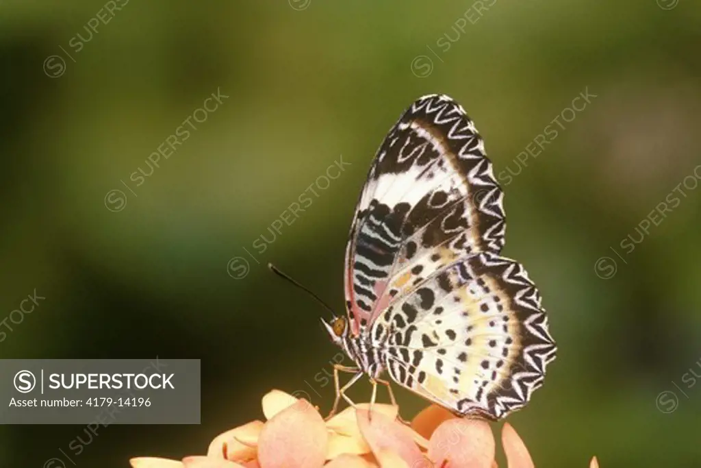 Red Lacewing Butterfly (Cethosia biblis), range: Indo-Australia